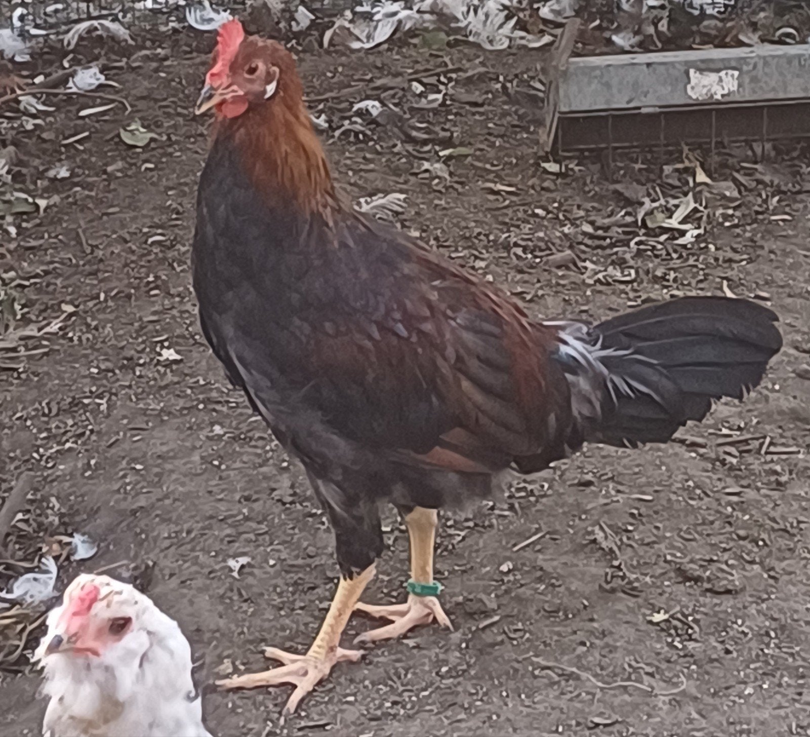 jonge haan, Mâle, Poule ou poulet