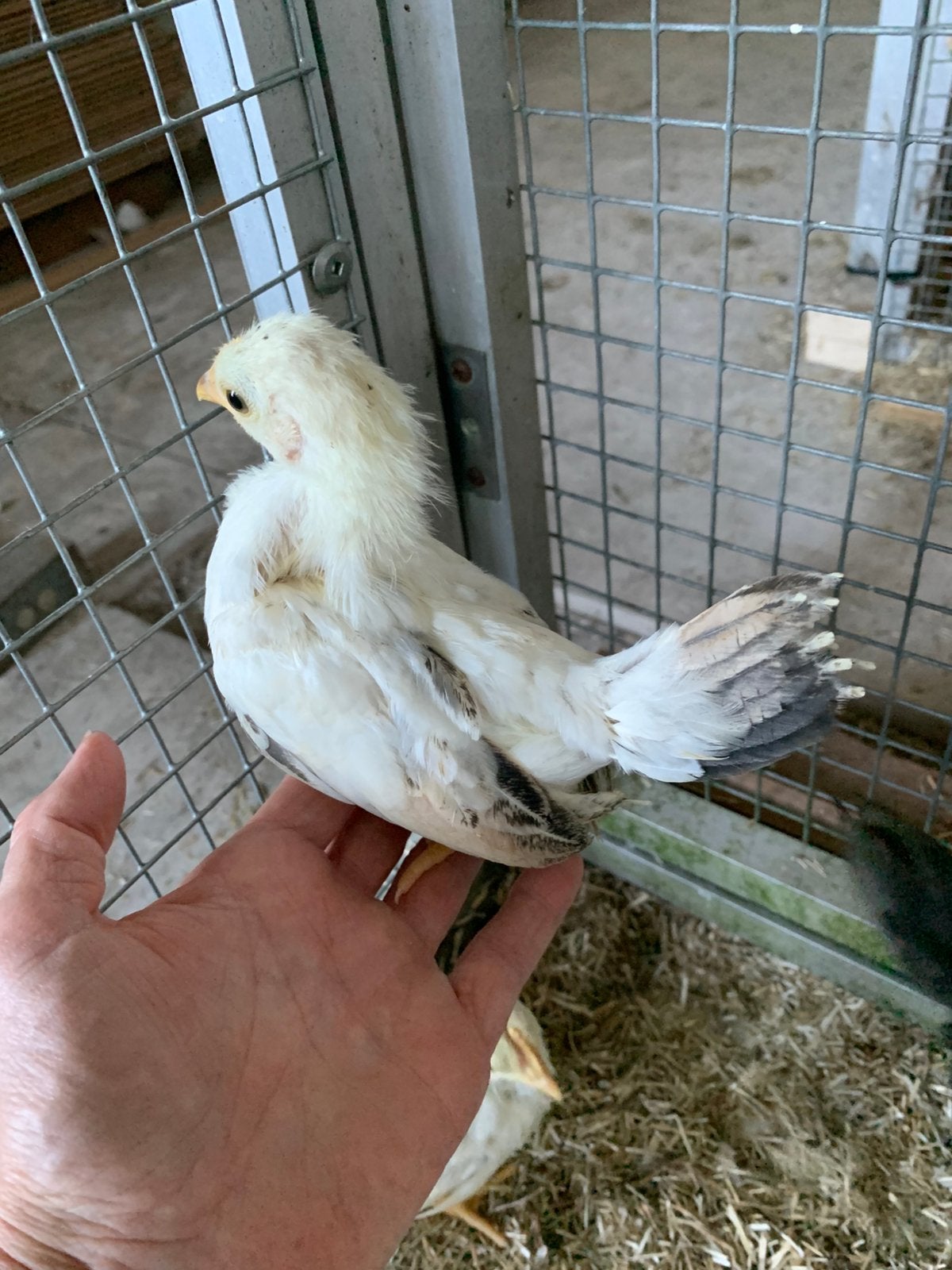 Raszuivere a en b cat serama 6 tot 8 weken, Dieren en Toebehoren, Pluimvee
