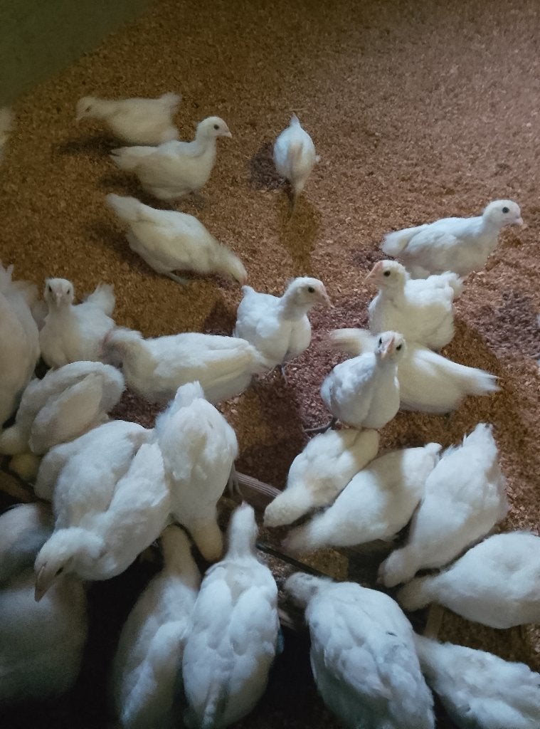 Kuikens Poule de Bresse, Dieren en Toebehoren