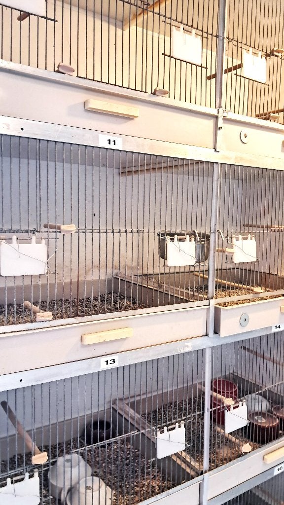 GEHU  KWEEKKOOIEN  TOREN VAN 6, Dieren en Toebehoren, Vogels | Kanaries, Kleurkanarie