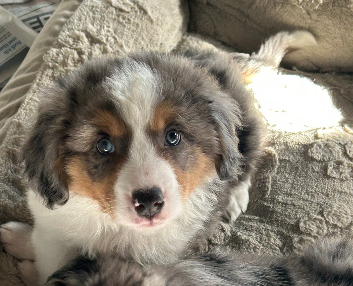 Blue merle miniature American shepherd reu, Chien (mâle), Maladie de Carré (chiens), Un chien, Belgique