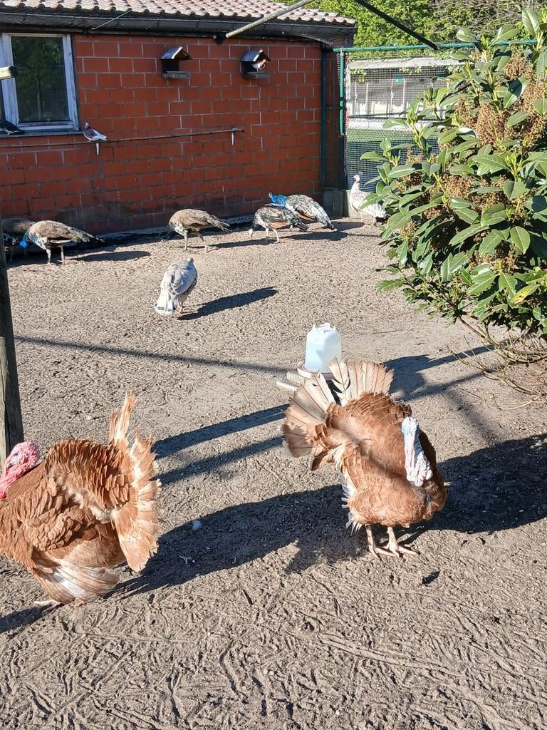 Verse broedeieren van kalkoenen, Dieren en Toebehoren, Pluimvee, Meerdere dieren, Kalkoen
