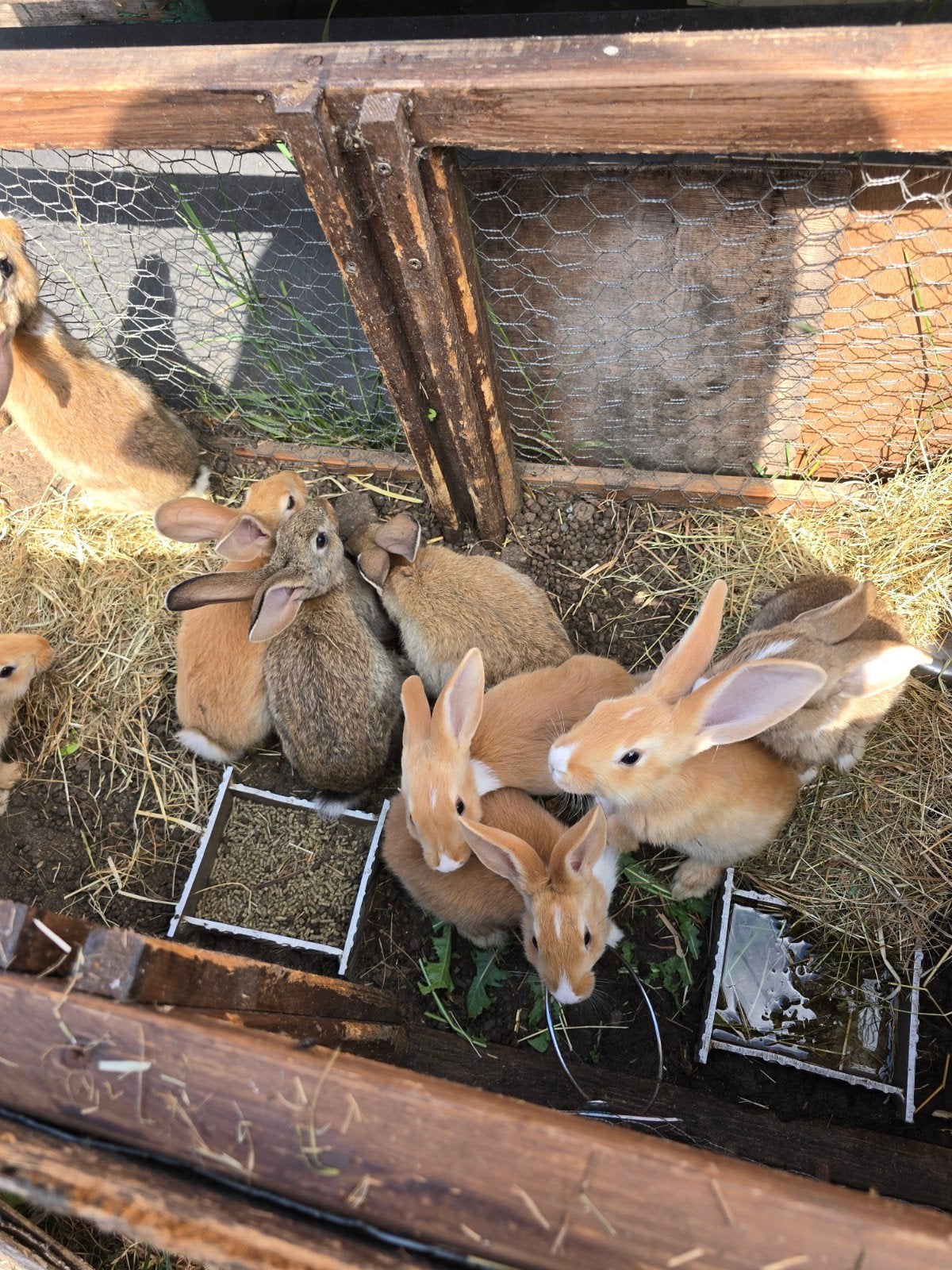 Vlees konijnen, Dieren en Toebehoren, Konijnen