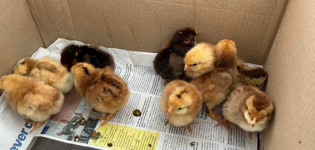 Wyandotte groothoender kuikens, Dieren en Toebehoren, Pluimvee, Geslacht onbekend, Kip