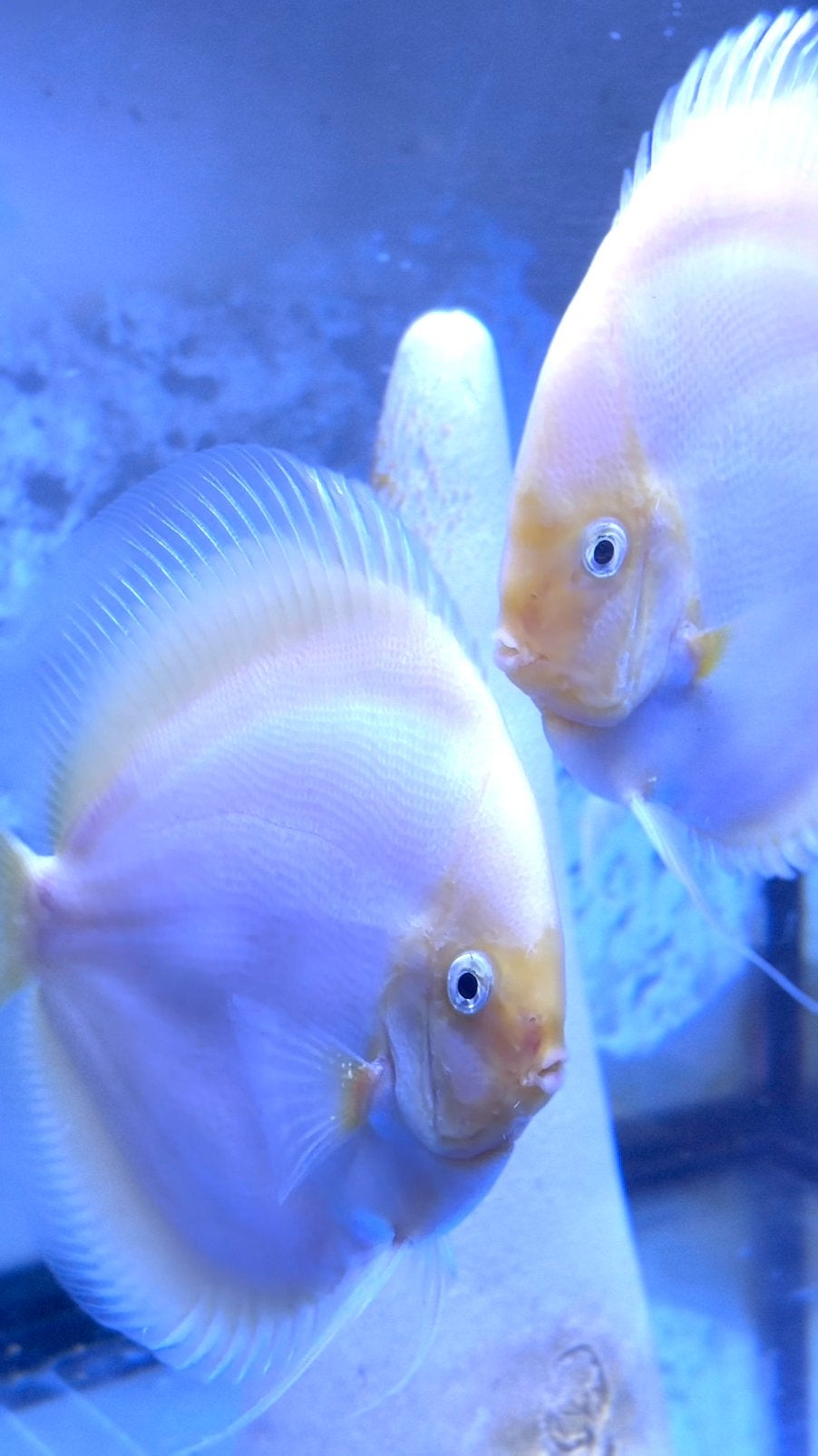 Couple de discus snow withe, Dieren en Toebehoren, Vis, Zoetwatervis
