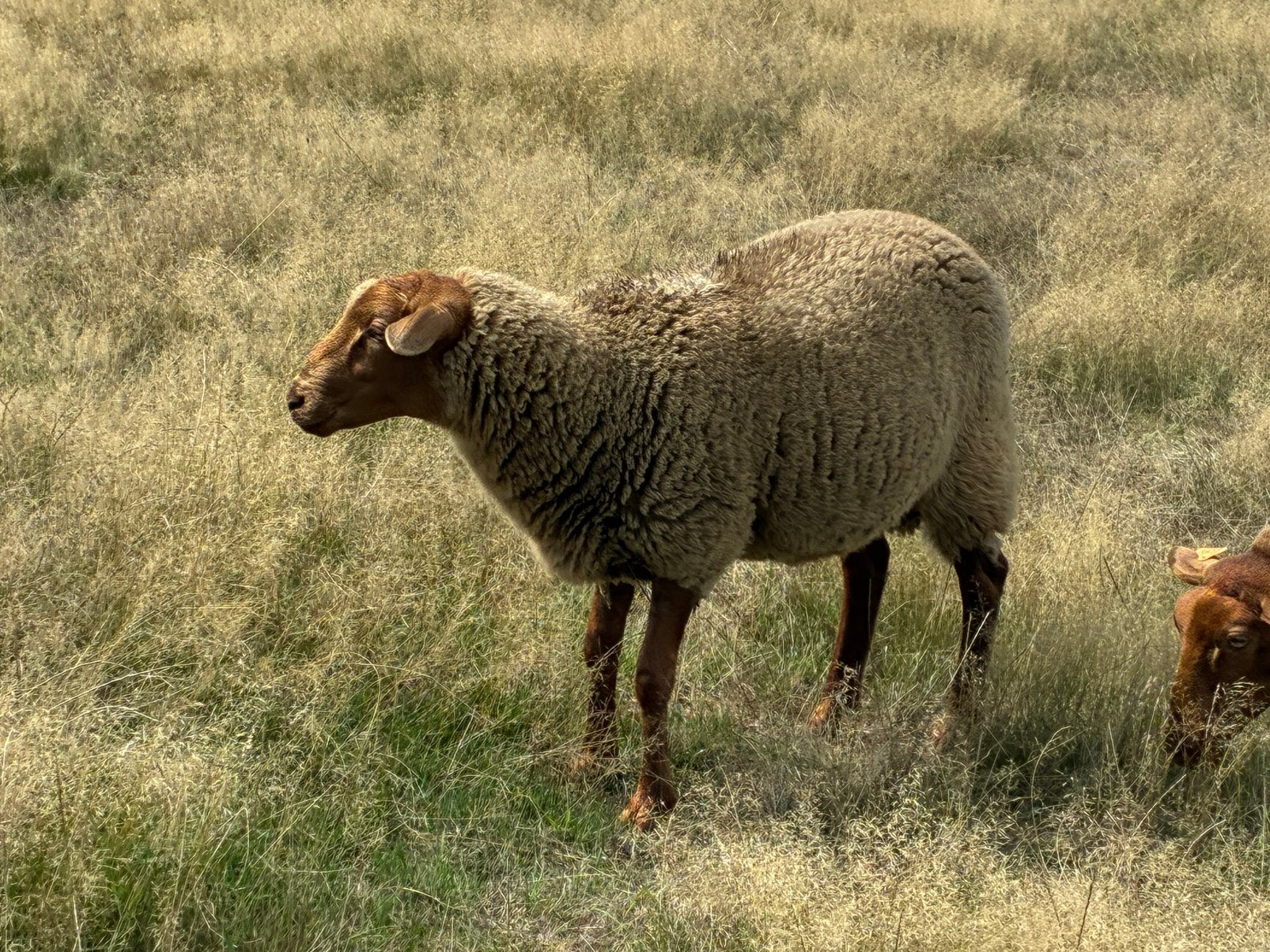 Ardense Voskop ramlam, Dieren en Toebehoren, Mannelijk, Schaap, 0 tot 2 jaar