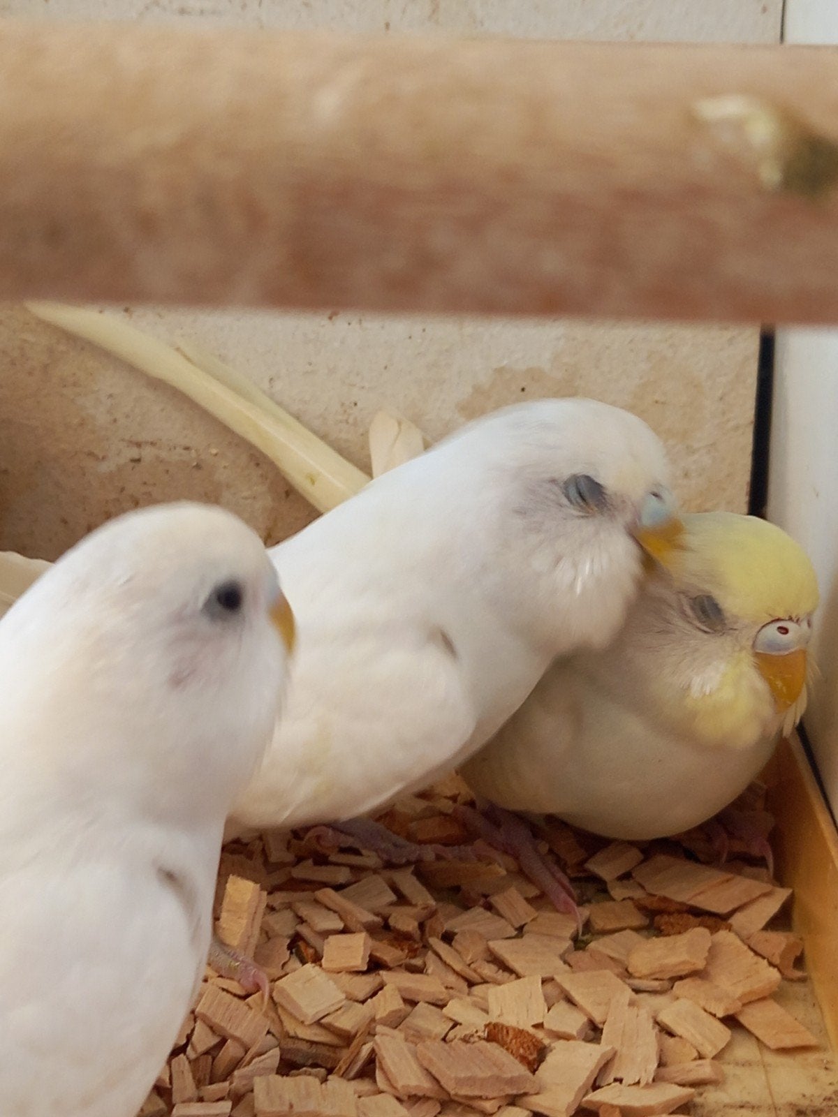 3 prachtige grasparkieten