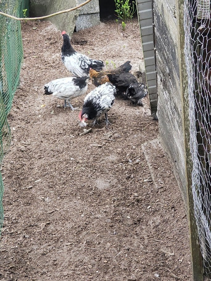 sierkippen spaanse witwang & lakenvelder, Dieren en Toebehoren, Pluimvee, Meerdere dieren, Kip
