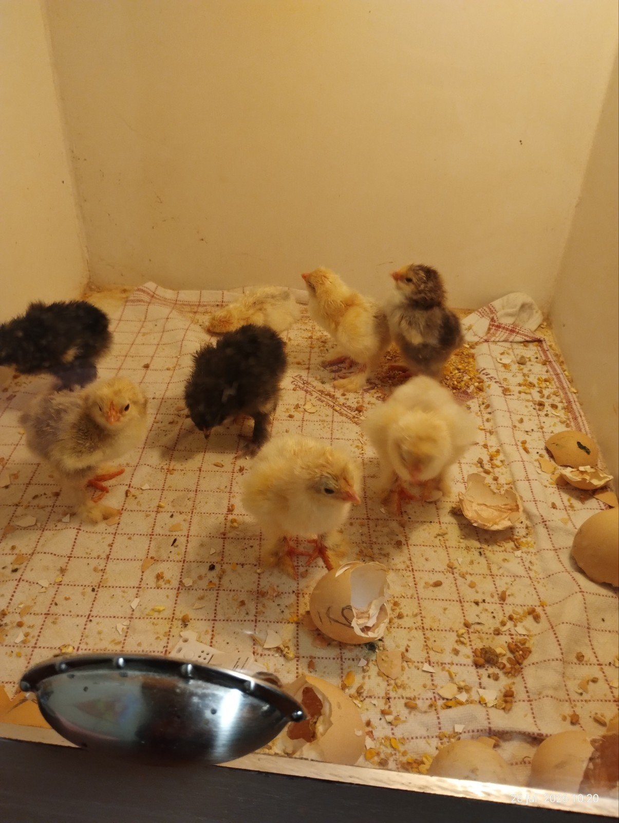 kuikens kippen, Dieren en Toebehoren, Pluimvee, Kip