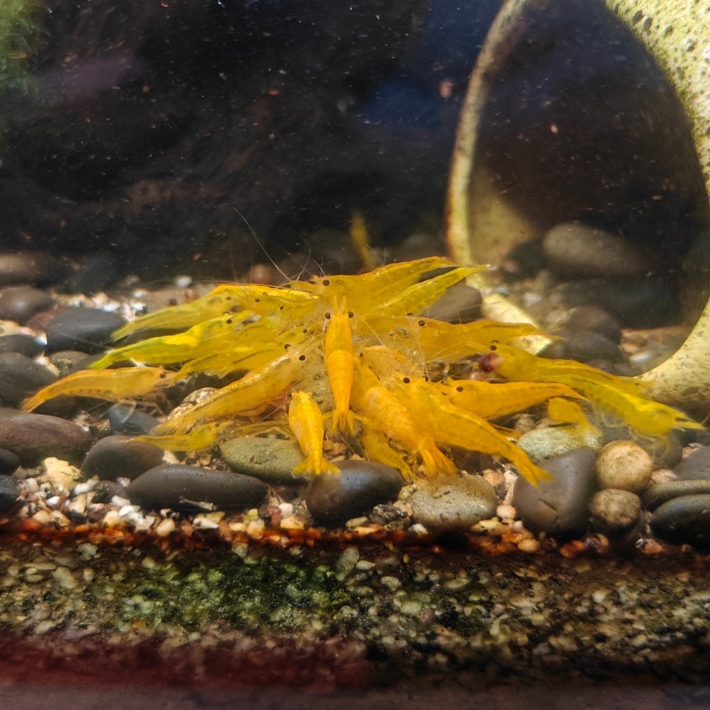 Citroengarnalen (Neocaridina geel), Kreeft, Krab of Garnaal, Zoetwatervis