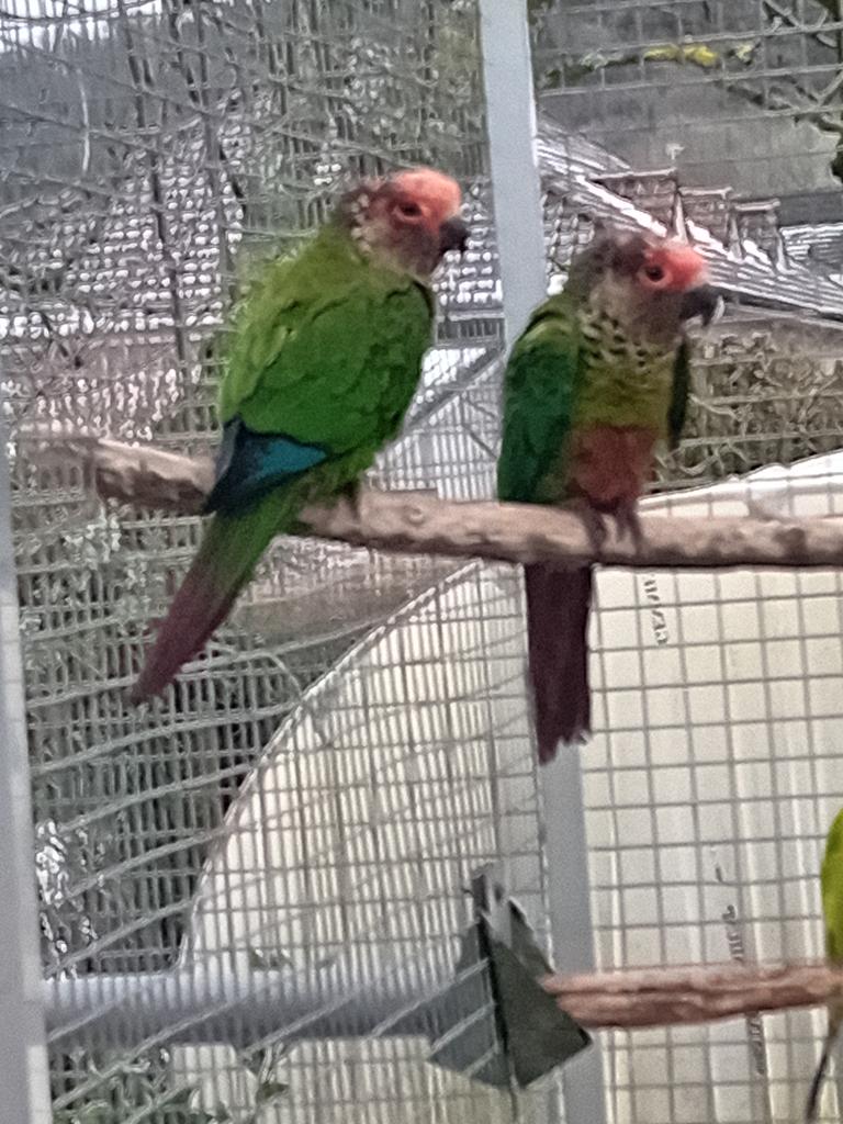 Pyrrhura roseifrons, Animaux & Accessoires, Perruche, Bagué