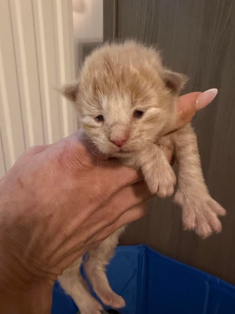 Prachtige Maine Coon kittens, Geslacht onbekend, Gechipt, 0 tot 2 jaar
