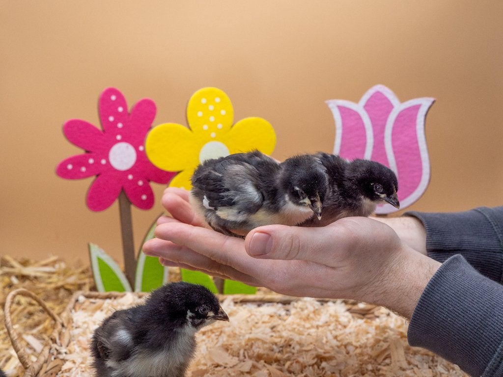 Jonge tamme Marans kuikens gesekst & ingeënt, Dieren en Toebehoren, Vrouwelijk, Kip