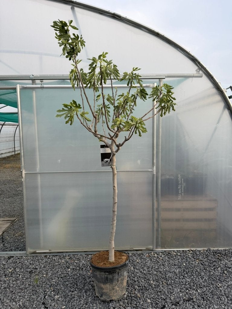 Vijgenboom ficus, Ophalen, Vijgenboom