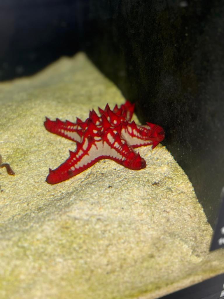 Vissen voor in zeeaquarium, Dieren en Toebehoren, Vissen | Aquariumvissen, Vis, Zoutwatervis