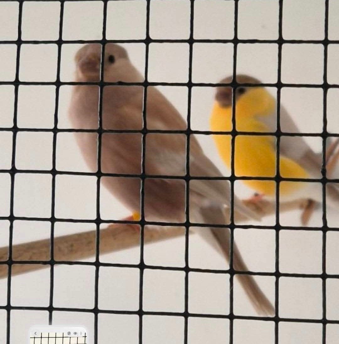 gevraagd, Dieren en Toebehoren