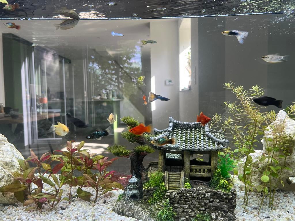 19 Vissen te koop, Dieren en Toebehoren, Ophalen