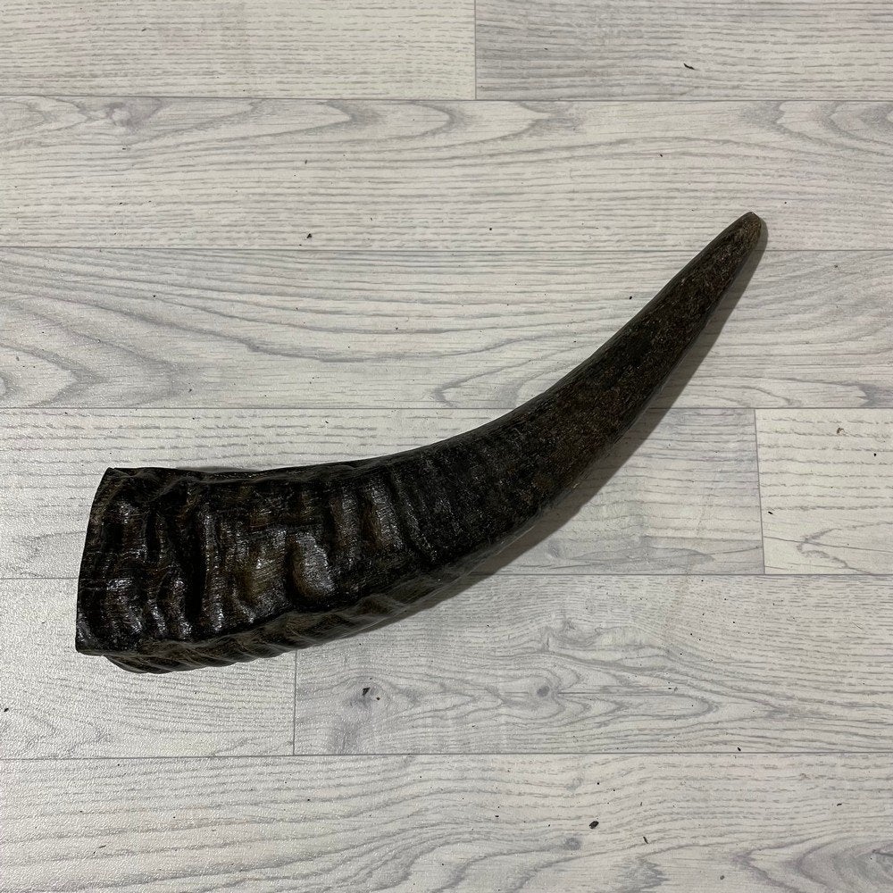 Waterbuffel hoorn los 50cm nr 325 | Lederstore, Collections, Enlèvement ou Envoi, Neuf, Animal de ferme, Bois ou Tête