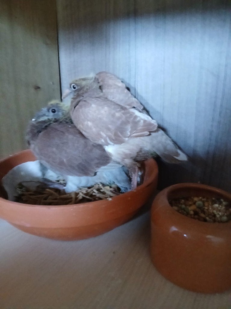 reisduiven, Meerdere dieren, Postduif