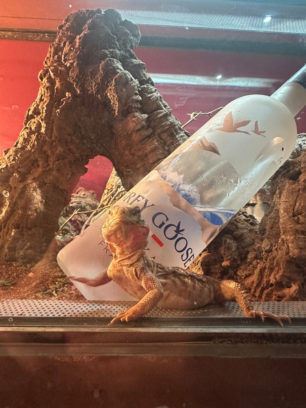 Uromastyx doornstaartagame, Animaux & Accessoires, Enlèvement, Comme neuf