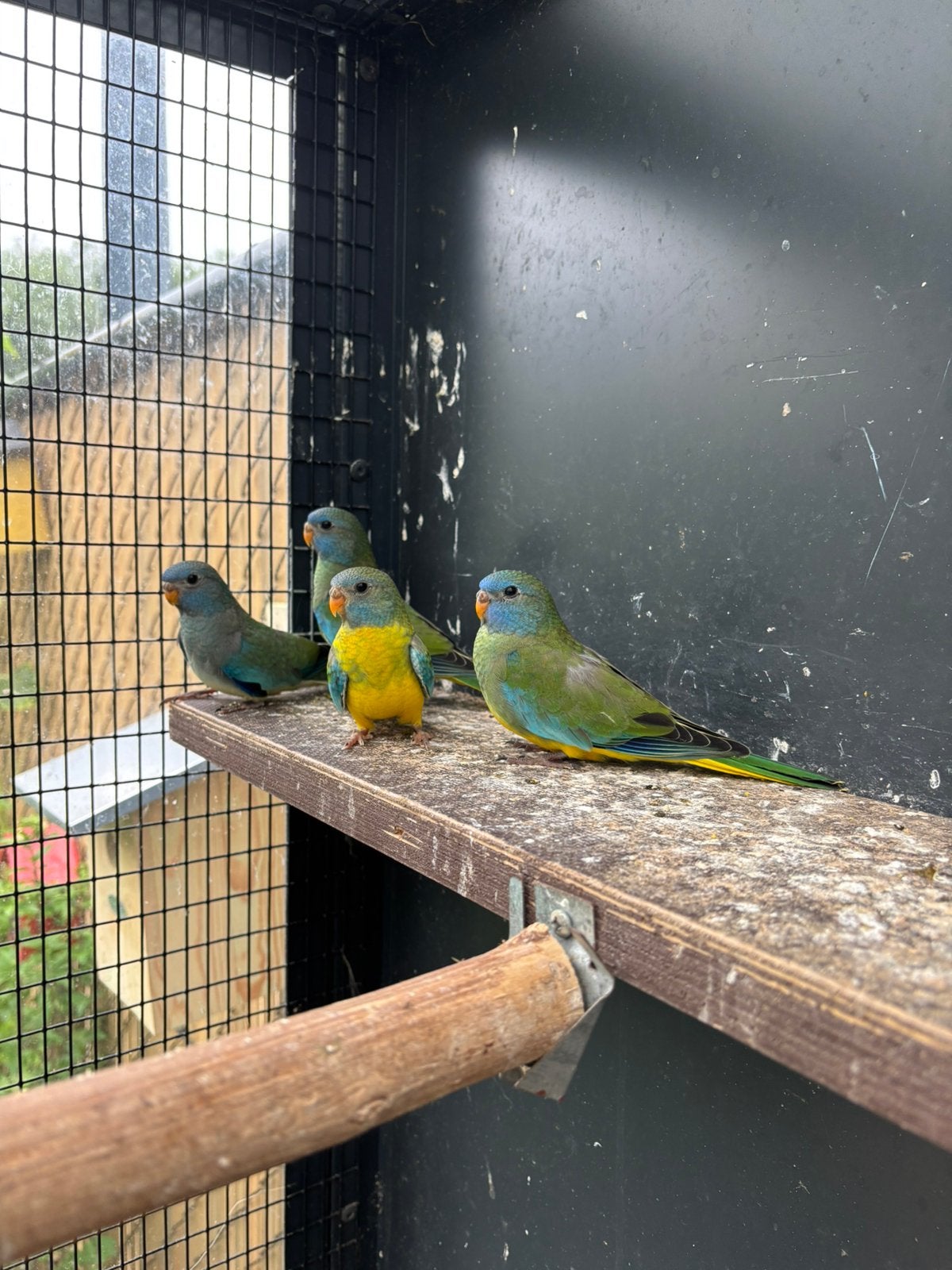 4 jonge splendid parkieten, Dieren en Toebehoren, Meerdere dieren, Parkiet