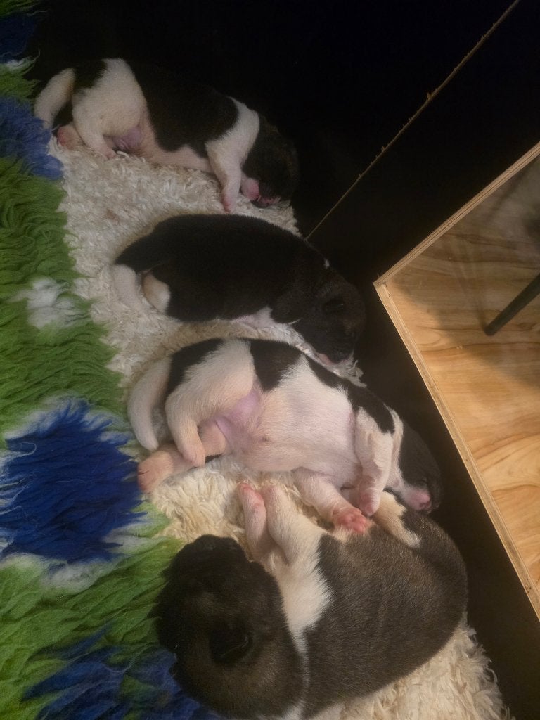 American Akita met stamboom, Dieren en Toebehoren, België, Keeshond, 8 tot 15 weken, Teef