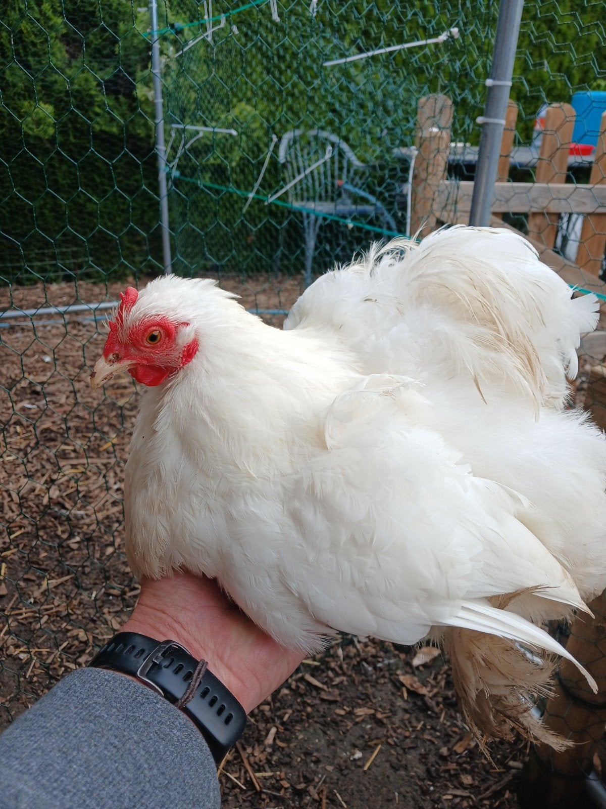 cochin kriel koppel