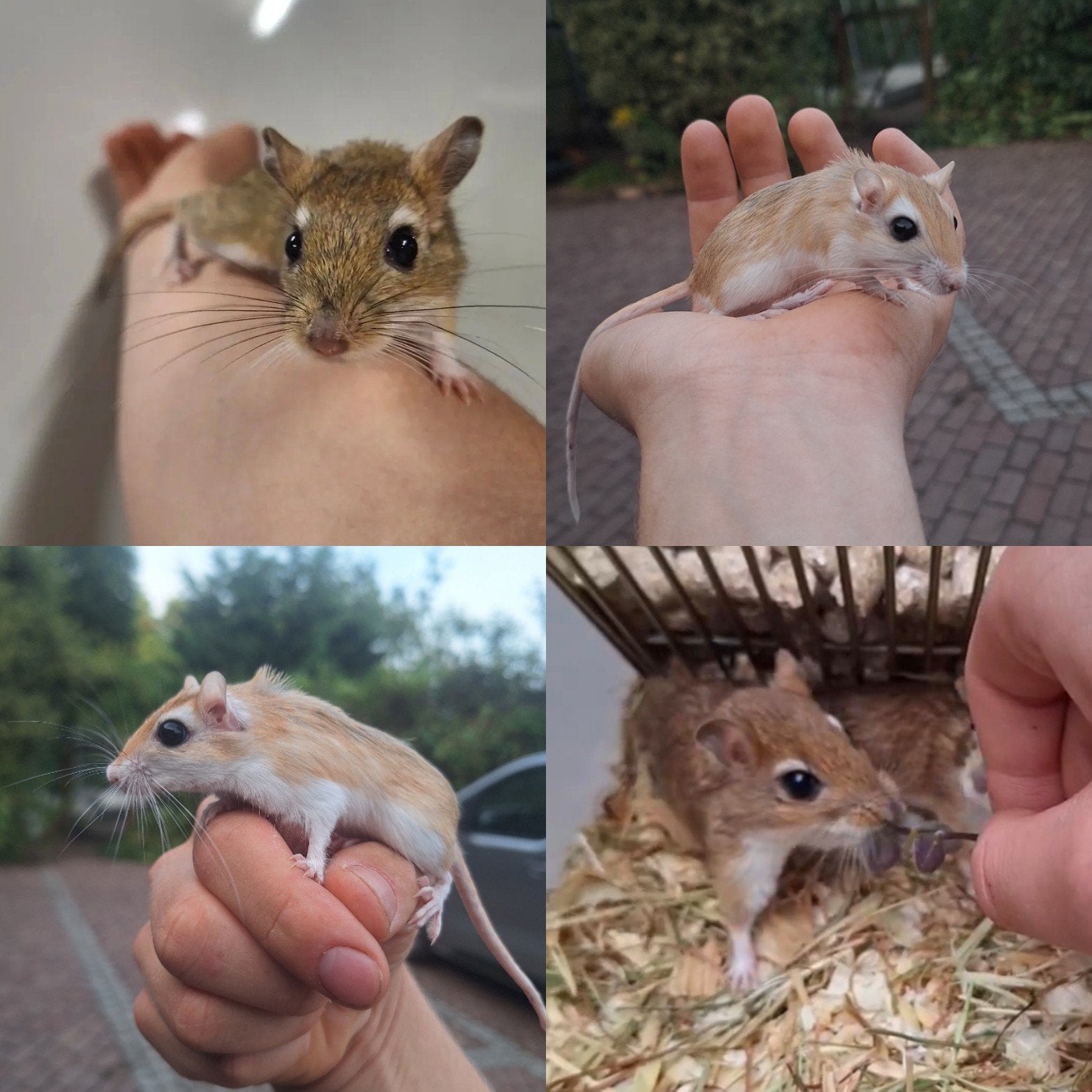 Zeldzame soorten gerbils, Dieren en Toebehoren, Knaagdieren, Mei