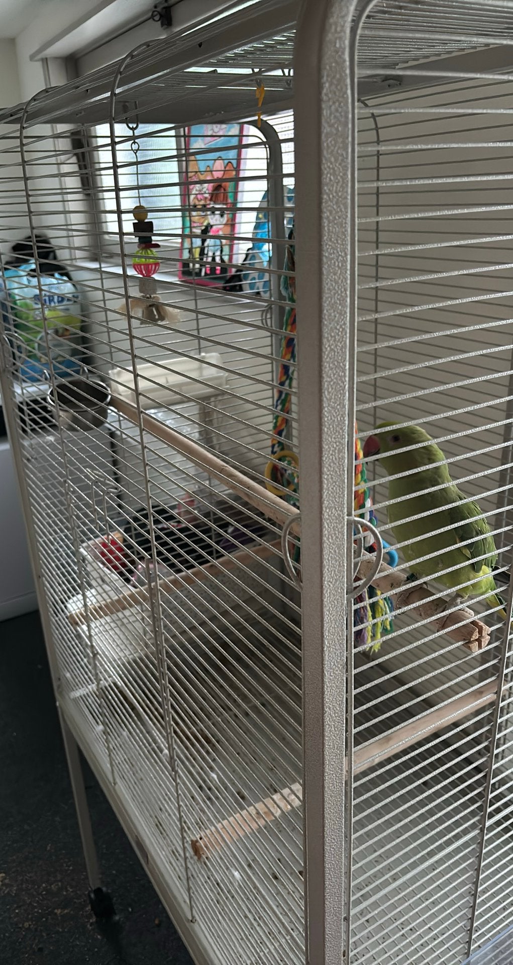 Halsbandparkiet, Dieren en Toebehoren, Vogels | Parkieten en Papegaaien, Geslacht onbekend, Parkiet, Tam