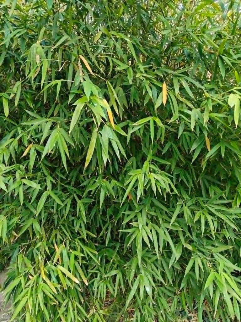 Bamboe – kan niet ontbreken in een tropische tuin, Vaste plant, Bloeit niet, Halfschaduw, Ophalen