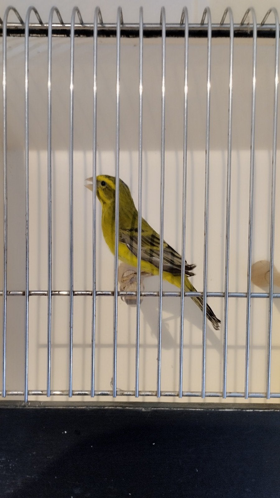 geelbuik cini,s mans te koop of ruilen voor pop, Dieren en Toebehoren