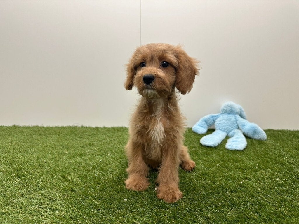 Chiots Cavapoo, Animaux & Accessoires, Chiens | Sans pedigree, Plusieurs animaux, Éleveur | Professionnel, Plusieurs, Belgique