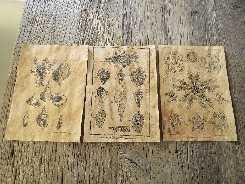 Des gravures anciennes impriment des coquillages, Antiquités & Art, Enlèvement ou Envoi