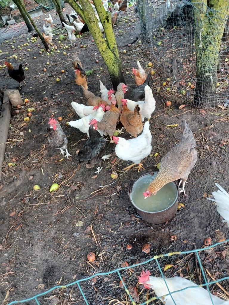 kippen, Dieren en Toebehoren