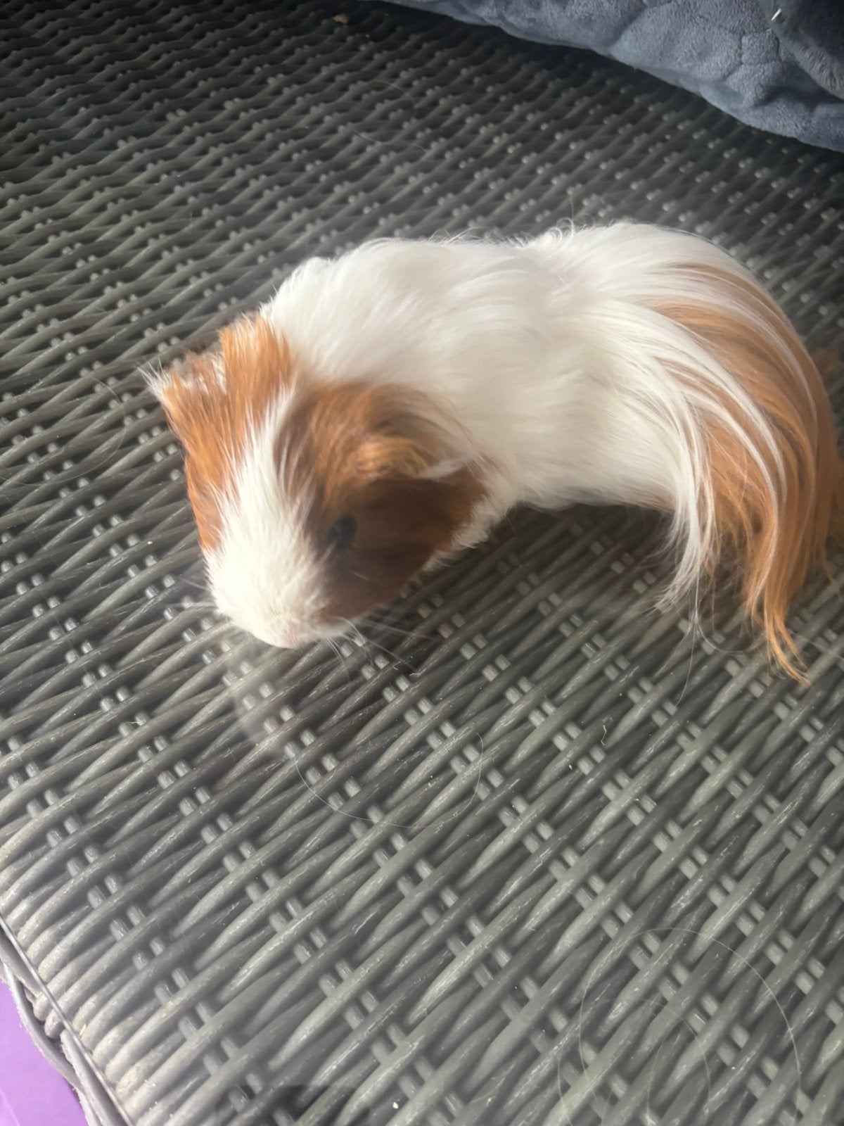 Erg mooie sheltie man. Tam, 10 maanden oud. Zit nu alleen, Mâle, Domestique, Novembre, Cobaye