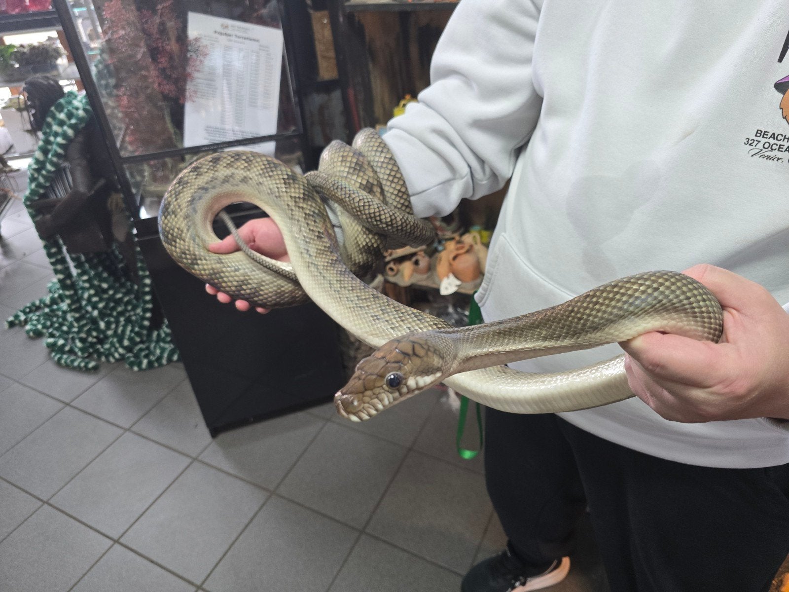 Prachtige Merauke scrub pythons, ook wel amethystpythons, Animaux & Accessoires, Reptiles & Amphibiens, Amphibien
