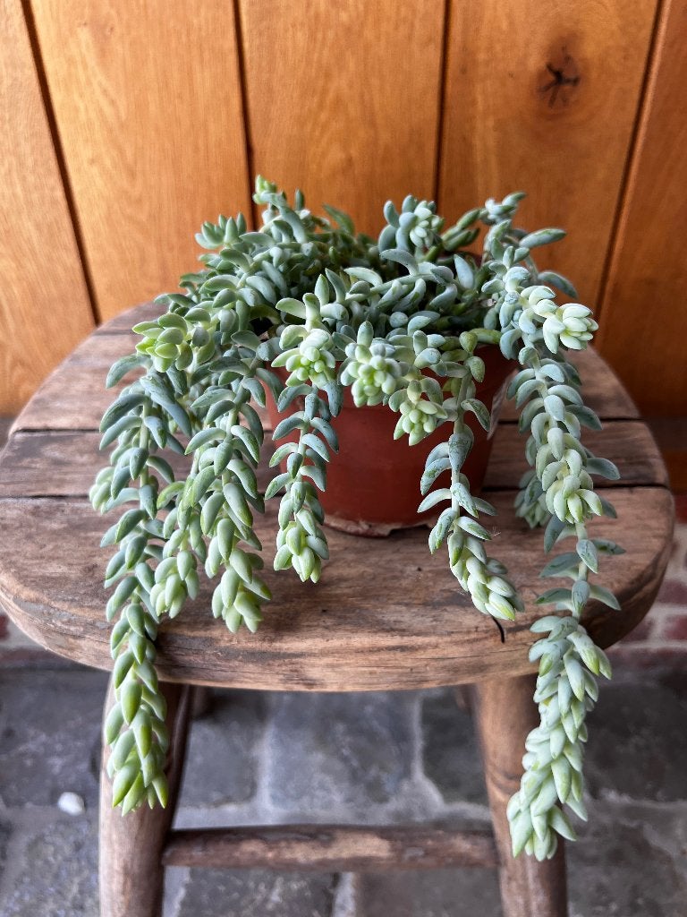 Verschillende Plantjes, Tuin en Terras, Planten | Tuinplanten, Ophalen