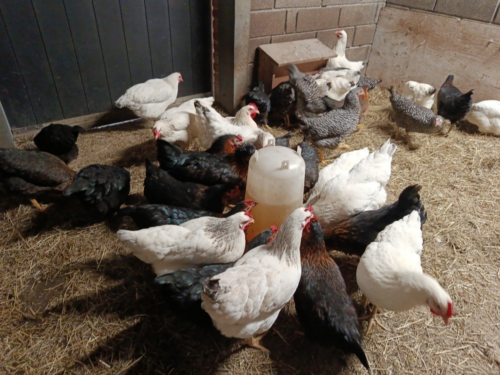 35 jonge legkippen promo !!, Poule ou poulet