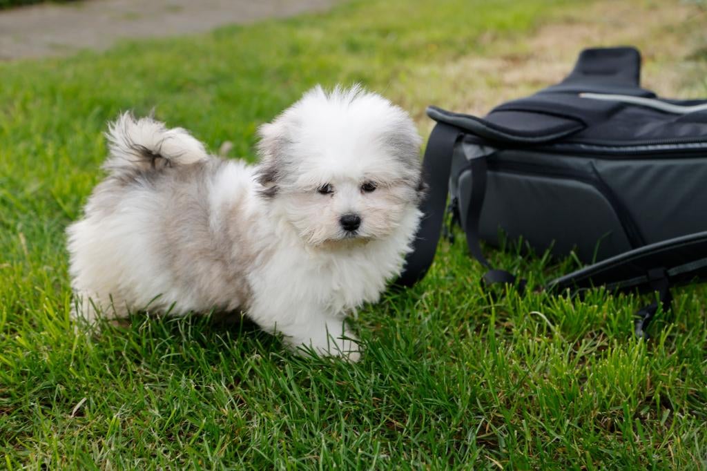 Malshih puppy, geboren 24 januari, eigen kweek, Parvo, België, 8 tot 15 weken, Eén hond