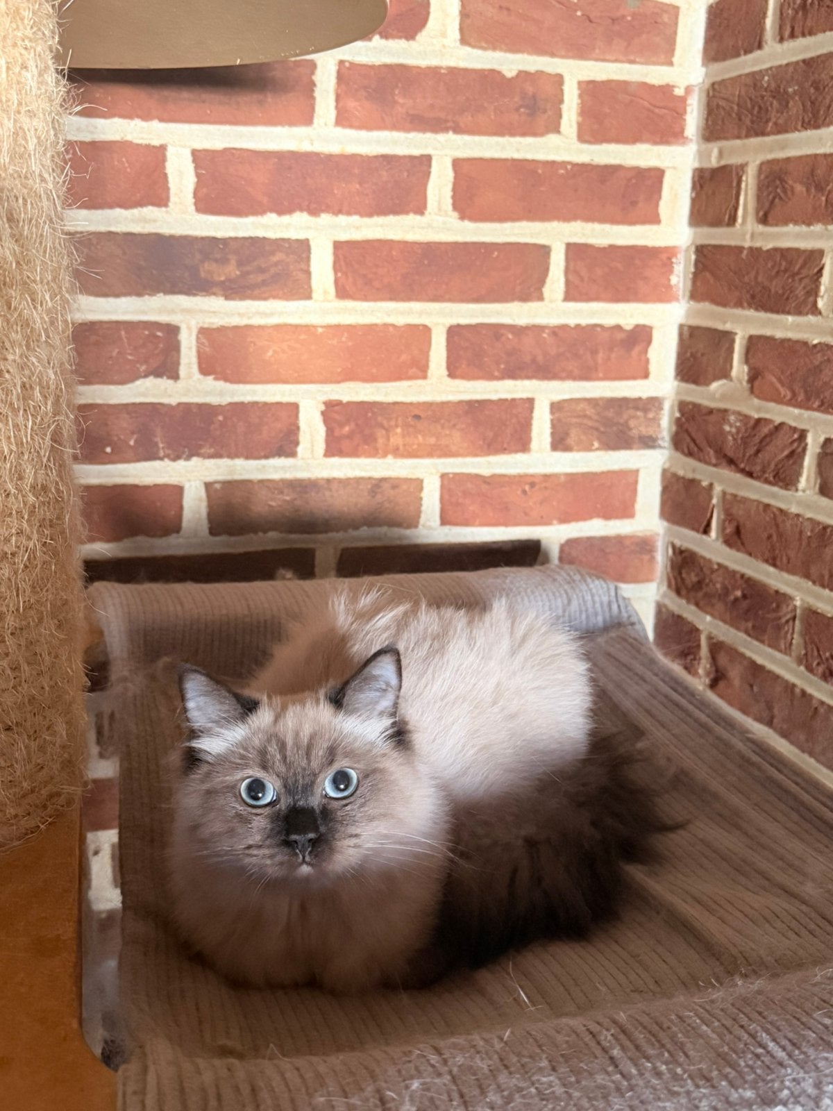 Ragdoll poes, Chatte ou Chat, Avec puce électronique, 0 à 2 ans