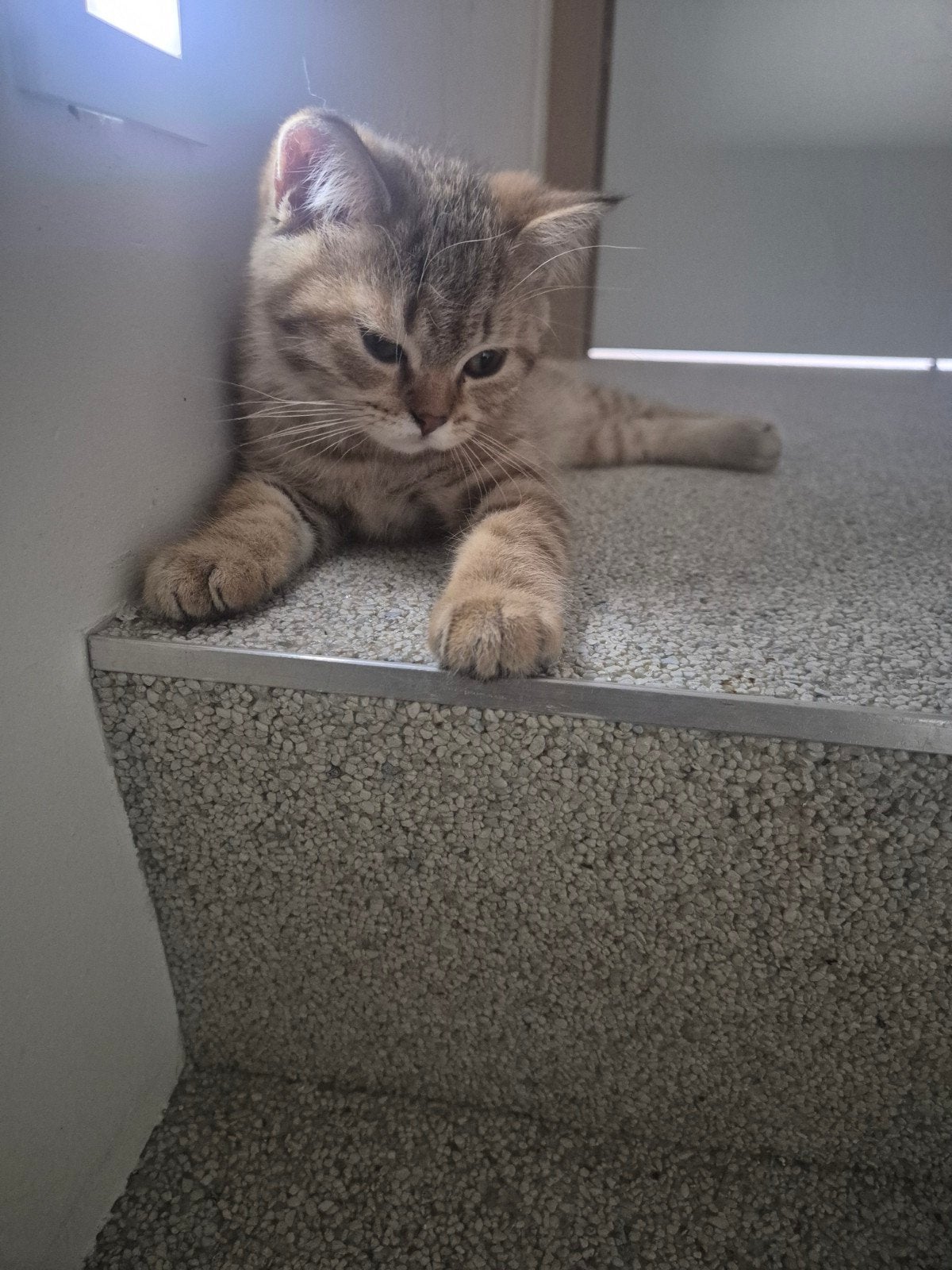 Britse korthaar kittens, Plusieurs animaux, Vermifugé, 0 à 2 ans