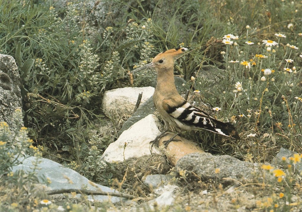 HOP, Verzamelen, Postkaarten | Dieren, Verzenden, 1980 tot heden, Gelopen, Vogel