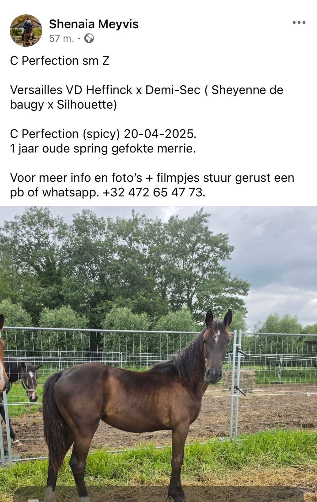 Jaarling te koop, Animaux & Accessoires, Chevaux, Jument