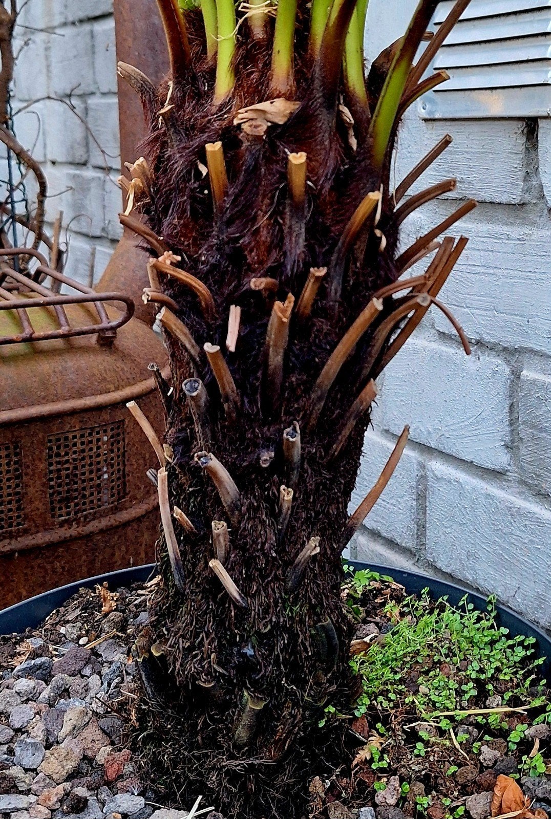 Dicksonia antarctica Boomvaren
TASMAANSE BOOMVAREN
€0.00

Di, Enlèvement