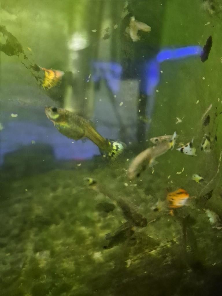 Guppy's te koop, Vis, Zoetwatervis