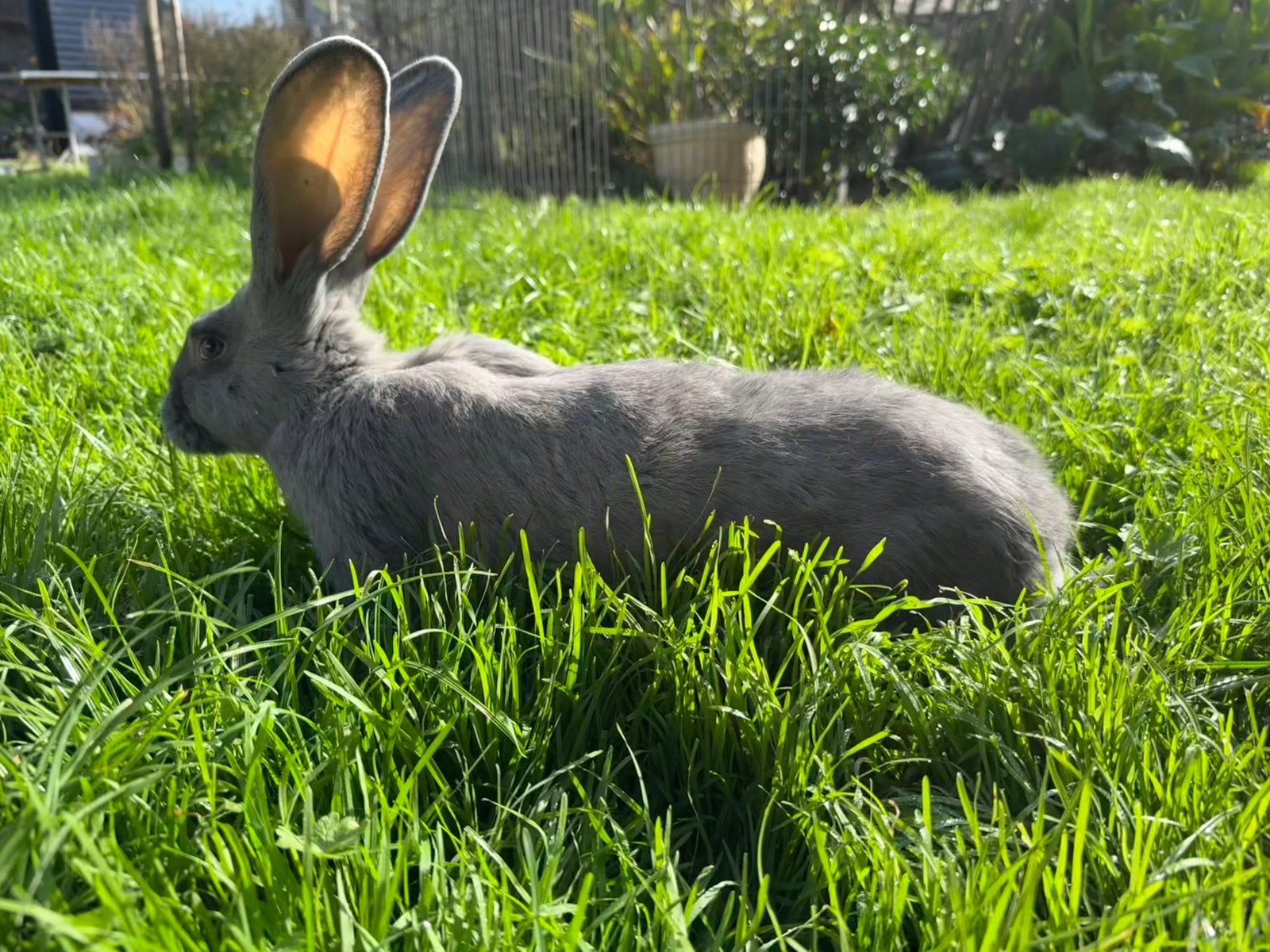 Blauwe vlaamse reus, Dieren en Toebehoren, Mannelijk, Groot, 0 tot 2 jaar