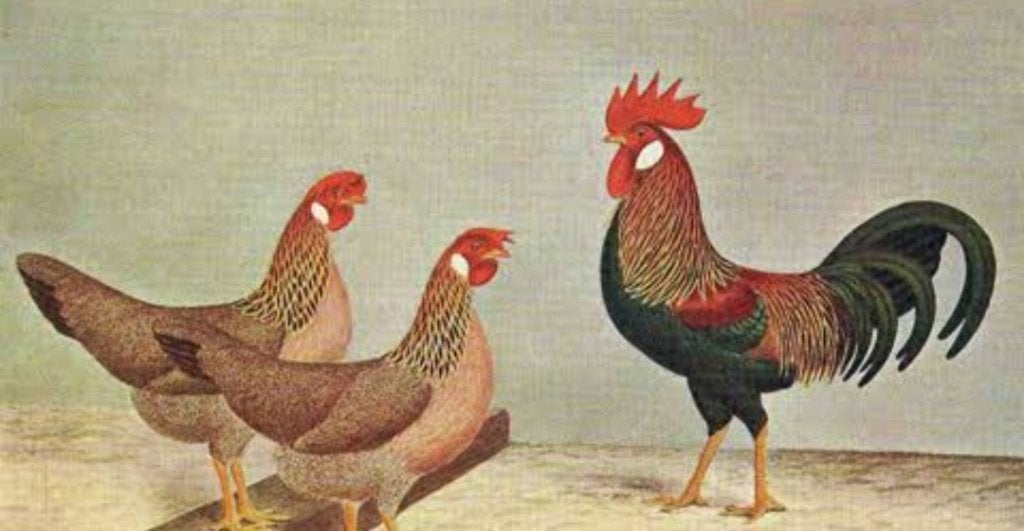 Leghorn patrijs blauwpatrijs
