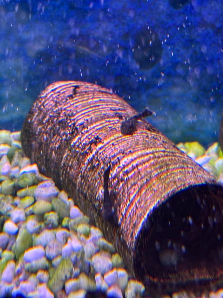 L528 Rio Paraguay Ancistrus, Dieren en Toebehoren, Vis, Zoetwatervis, Schoolvis