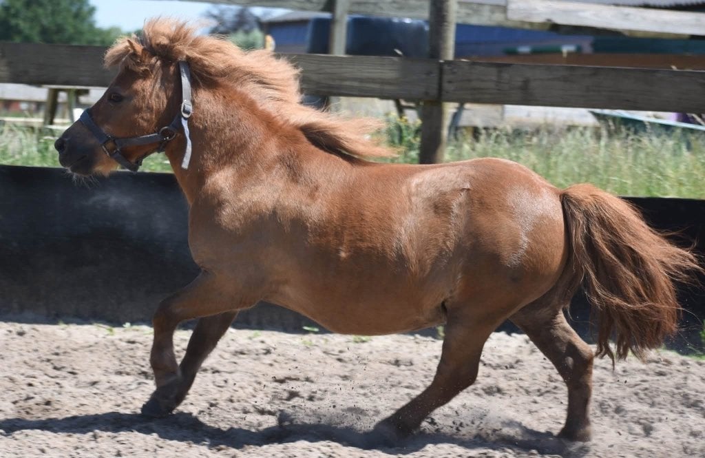 Prachtige Shetlanderruin met gouden hartje, Animaux & Accessoires, Poneys, Hongre, B, Poney A (jusqu'à 1.17 m), Poney de récréation