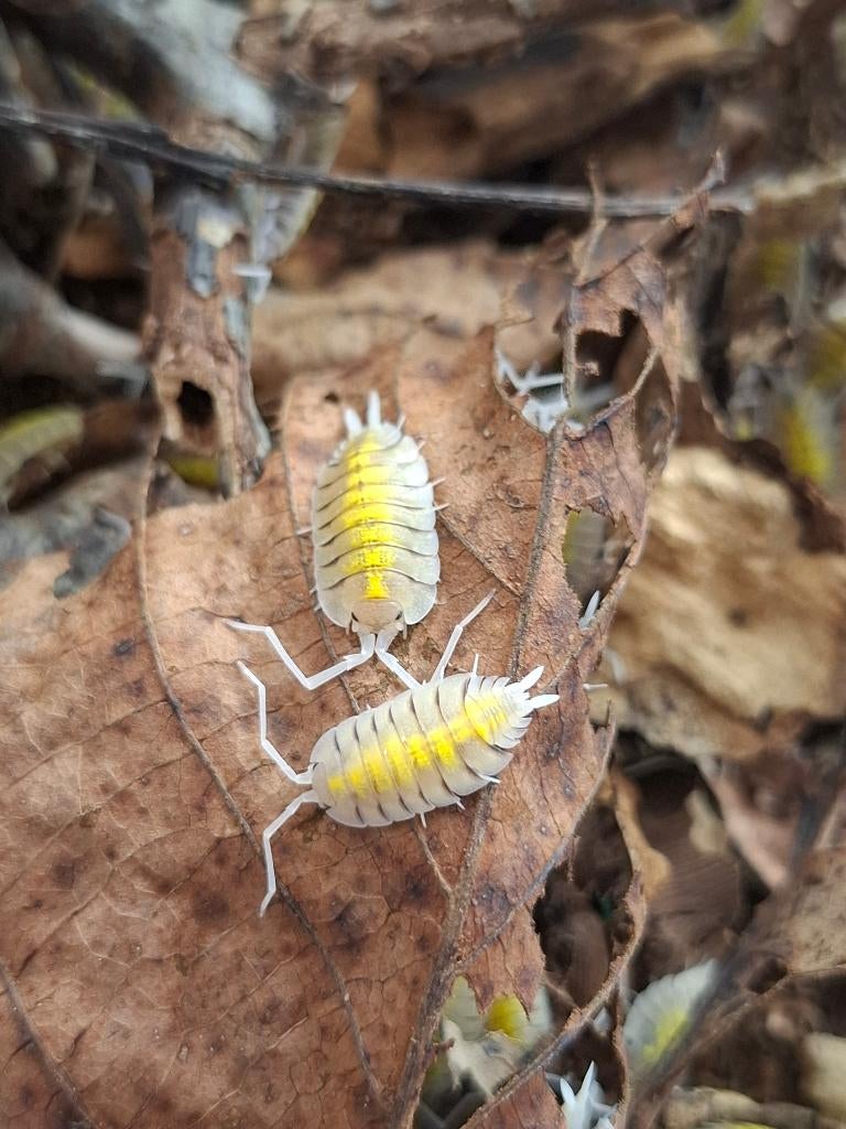 Isopods - Porcelio bolivari Yellow ghost, Dieren en Toebehoren, Overige soorten